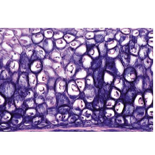 Tissues French Health and Care