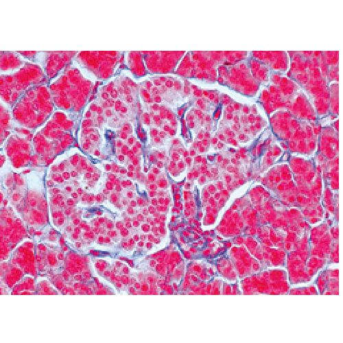 Endocrine System German Slides Health and Care