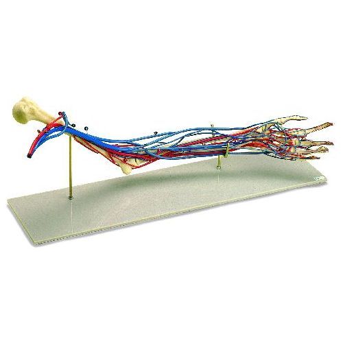 Vascular Arm Health and Care