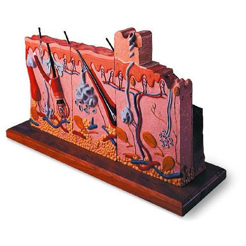 Skin Injury Models Human Skin Series With Burn Pathologies 75 Times Life Size | Health and ...