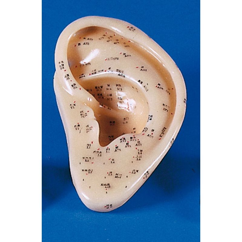 Acupuncture Ear, 22 cm Health and Care