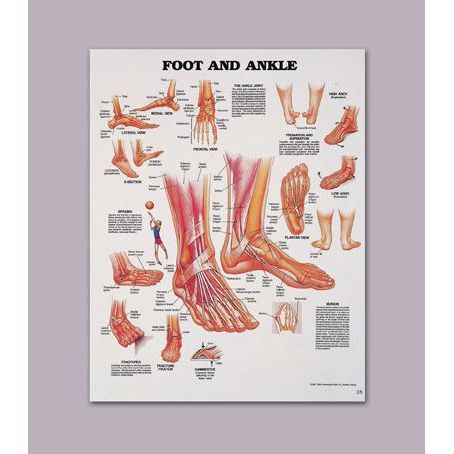 Foot Anatomy Chart