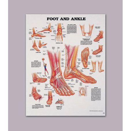 Anatomical Foot Chart