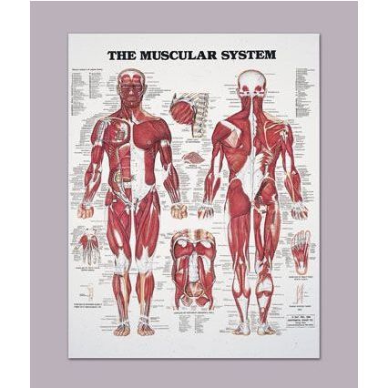 Human Muscular System Chart