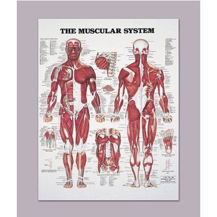 Muscular System Anatomical Chart