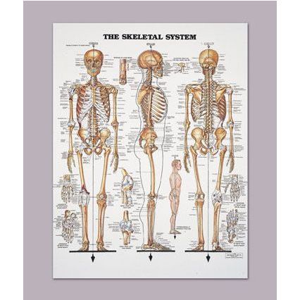 The Skeletal System Anatomical Chart