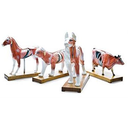 Cow Acupuncture Model Health and Care