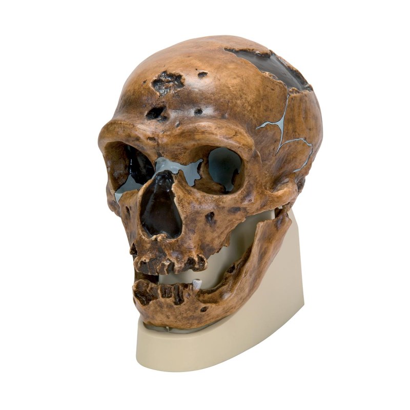 Anthropological Skull Model (La Chapelle-Aux-Saints)