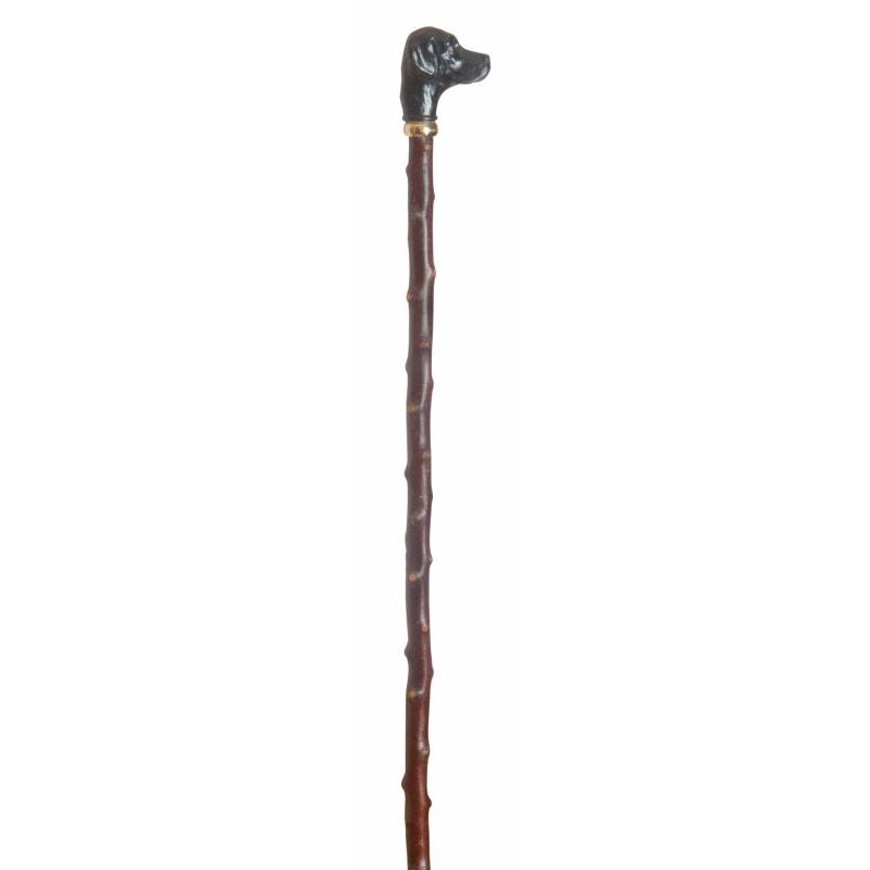 Black Labrador Handle Blackthorn Walking Stick Health and Care
