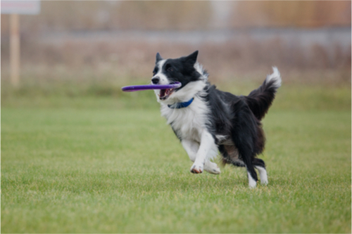 Border Collie Exercising