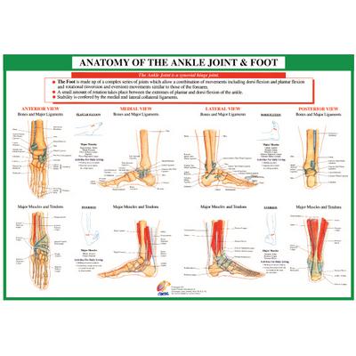 Anatomical Foot Chart