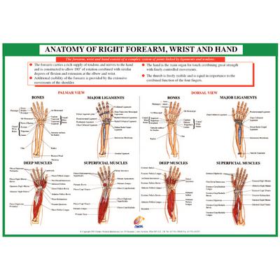 Anatomy Charts Online