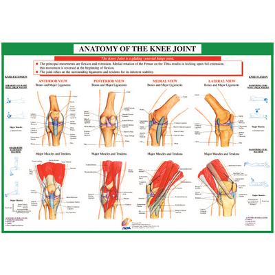 Anatomical Knee Chart