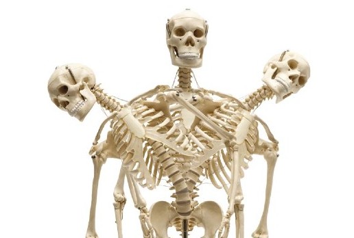 Читы скелет. Ортопедический скелет. Покажи скелет. Широкий скелет.