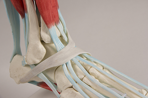 Erler Zimmer Foot Skeleton with Ligaments
