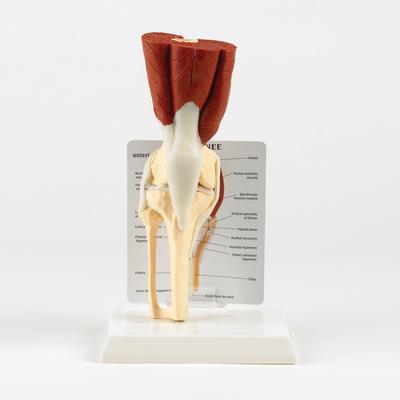 Anatomical Model of a Muscled Knee Joint