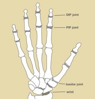 PIP And DIP Joint Location In The Hand