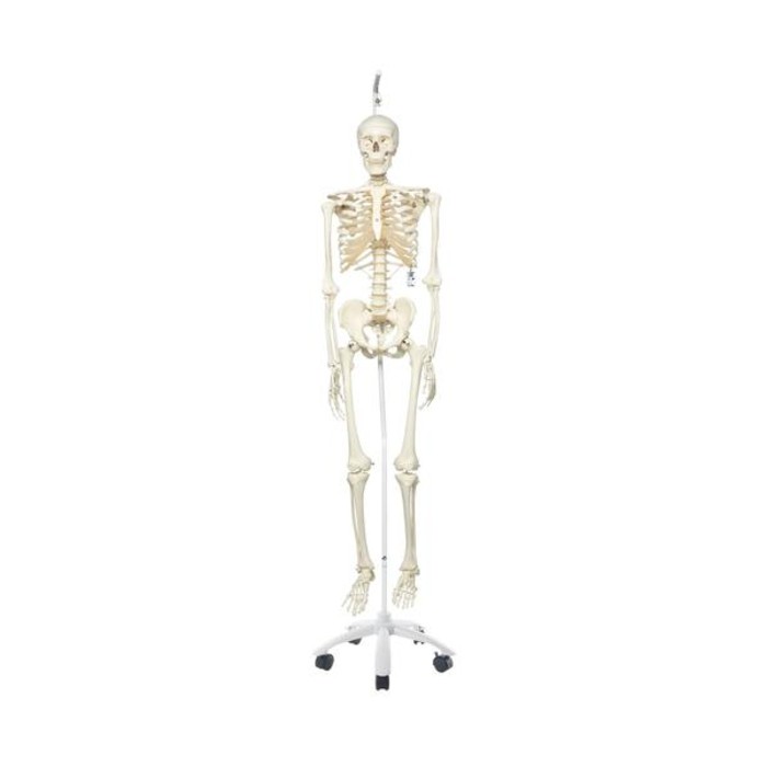 Human Anatomical Skeleton Model Stan On Stand Health and Care