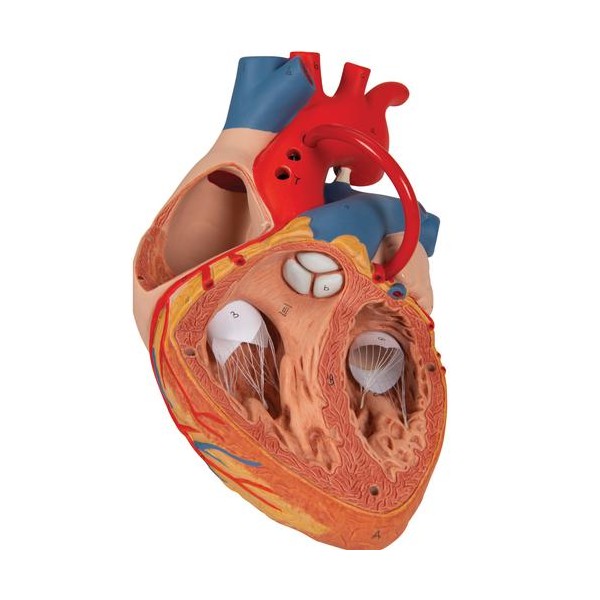 Human Heart with Bypass Anatomical Model | Health and Care