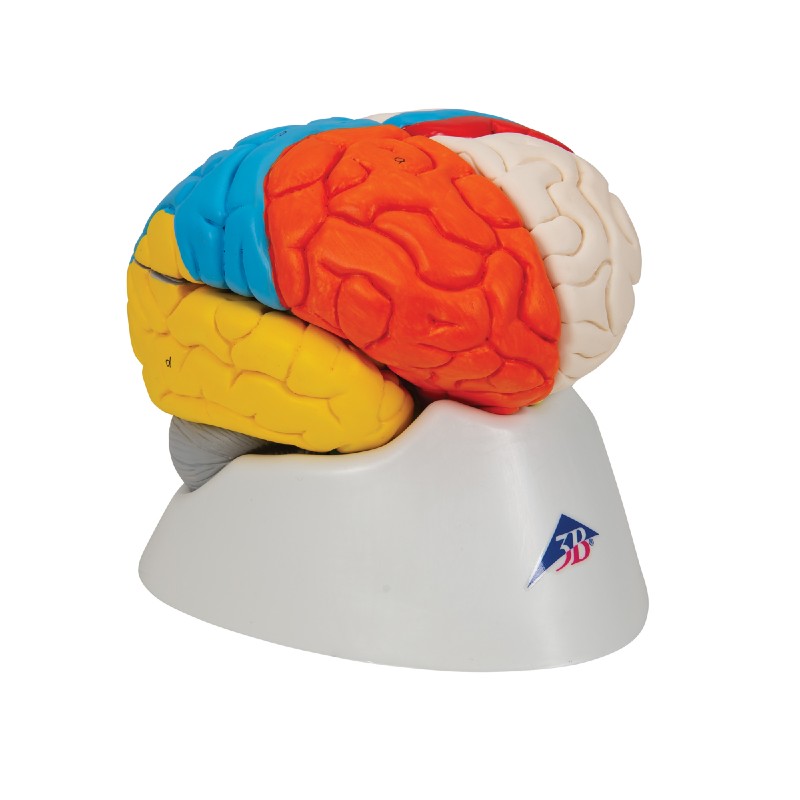 Human NeuroAnatomical Brain Model (Eightpart) Health and Care