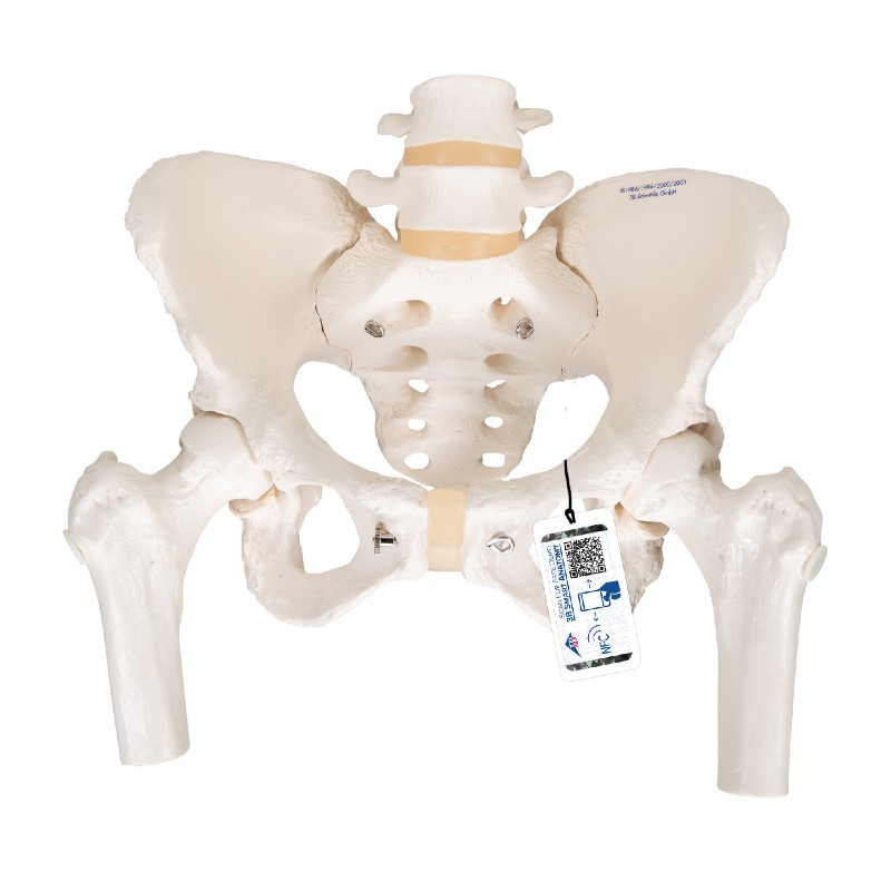 Two Lumbar Vertebrae Pelvis Human Bone Model with Half Leg Bone Model 0828 Pelvic Model Human Skeleton 