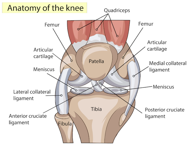 Anatomy of the knee Anatomy of the Knee