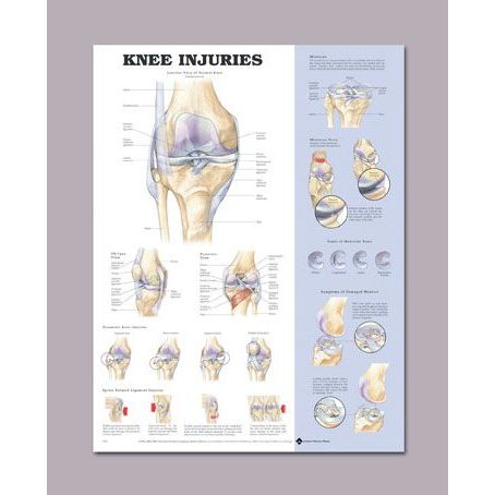 Anatomical Knee Chart