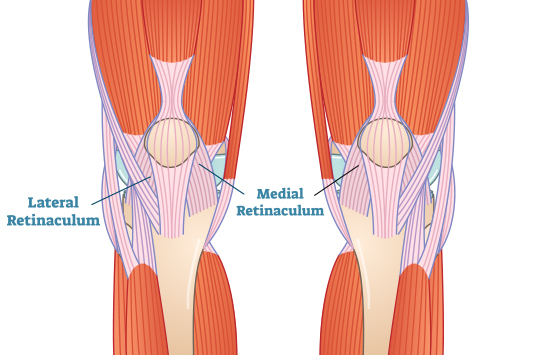 The Medial and Lateral The Medial and Lateral