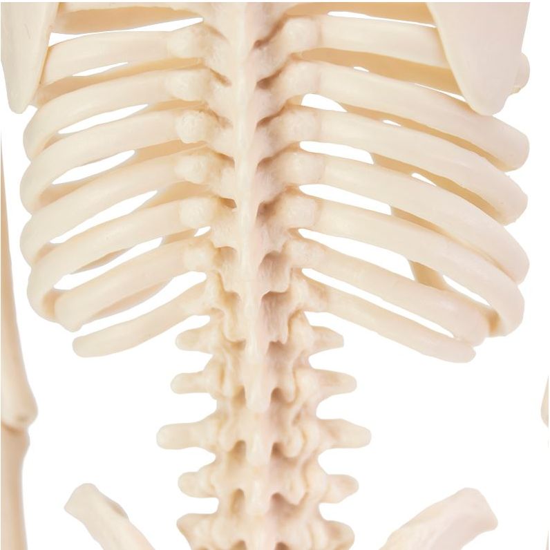 Desktop Mini Skeleton Model | Health and Care