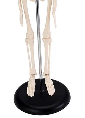 The metal pole stand enables the skeleton to stand unattended The Metal Pole Stand Enables the Skeleton to Stand Unattended