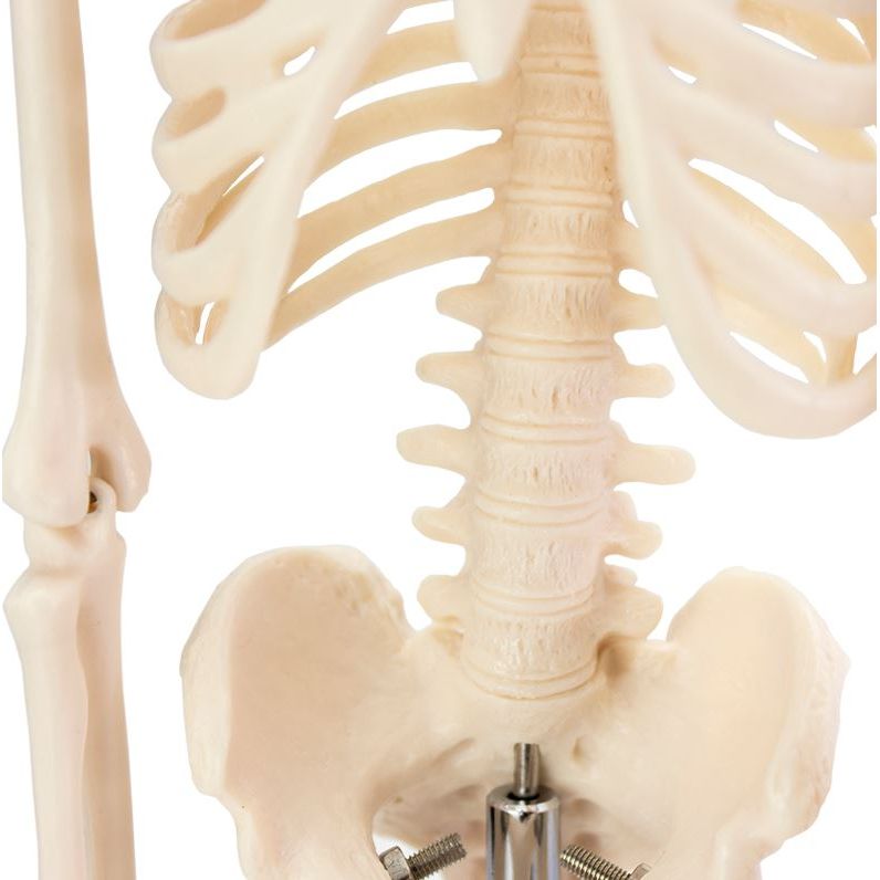 The incredible detail of the model skeleton The incredible detail of the Model Skeleton
