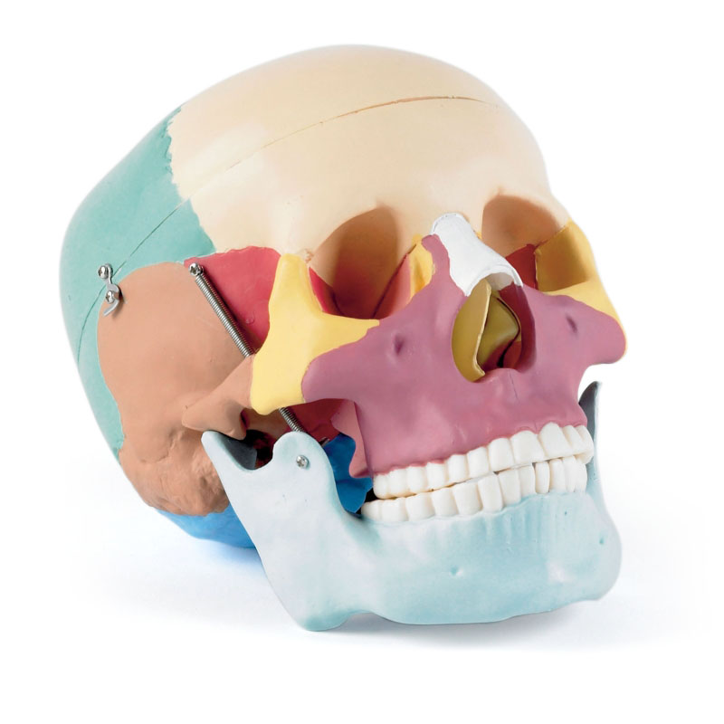 Life-Size Human Skull With Coloured Bones
