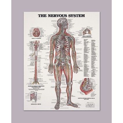 Anatomical Nervous System Chart