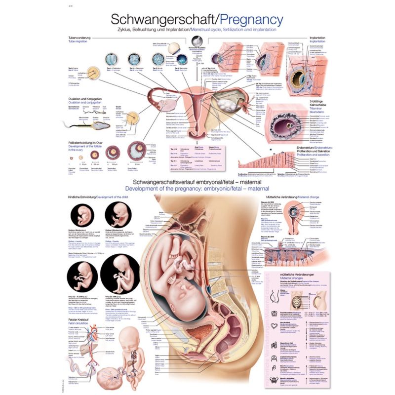 ''Pregnancy'' Educational Chart