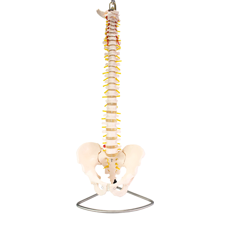 Anatomical Model Life Size Spine With Pelvis