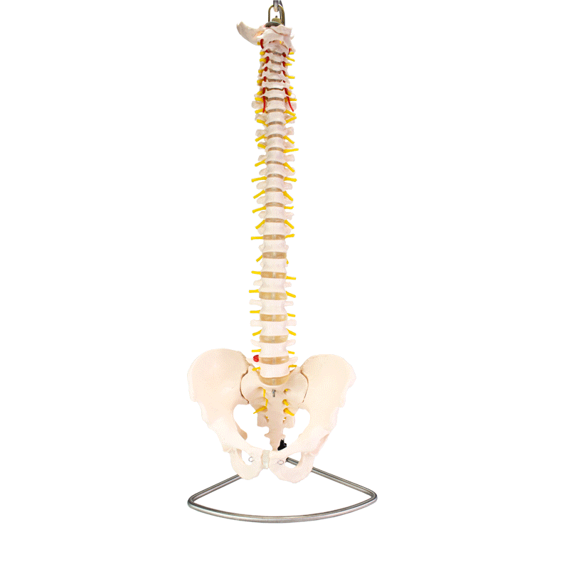 spine spine