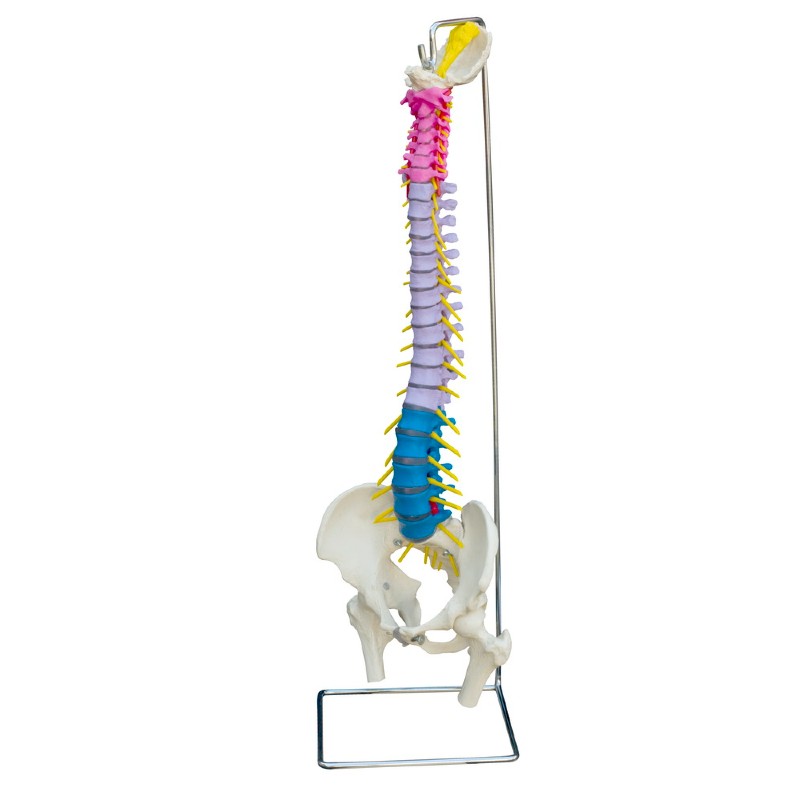 Rudiger Flexible Life-Size Coloured Human Spine Model