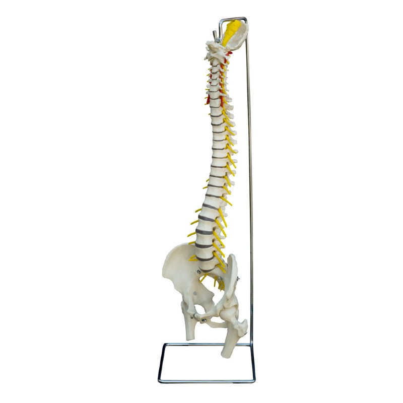 Rudiger Flexible Life-Size Human Spine Model
