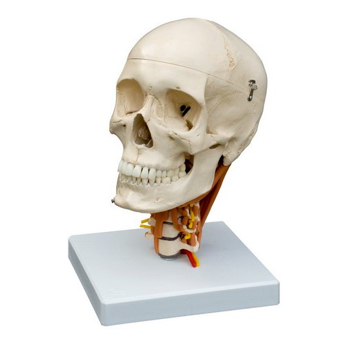 Rudiger Human Skull Model with Cervical Vertebrae