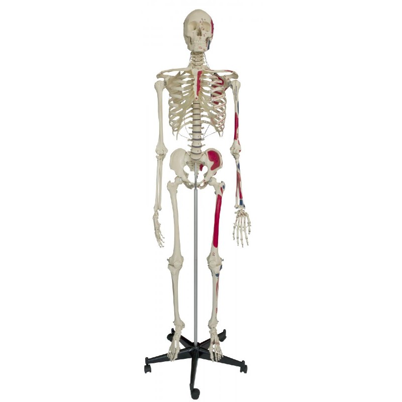 Rudiger Model Human Skeleton with Muscles | Health and Care