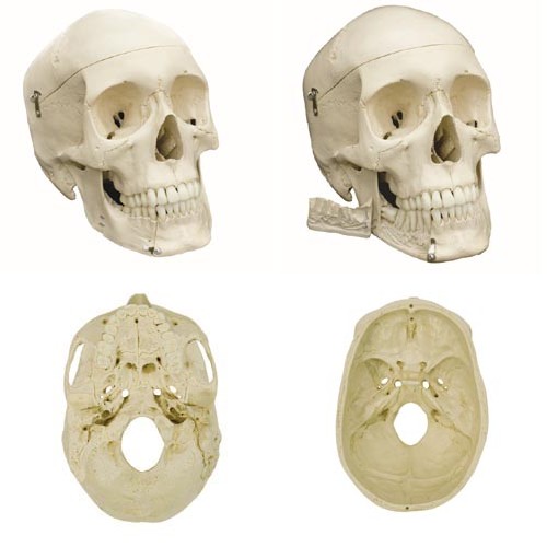 Rudiger Human Skeleton Model Removable Skull
