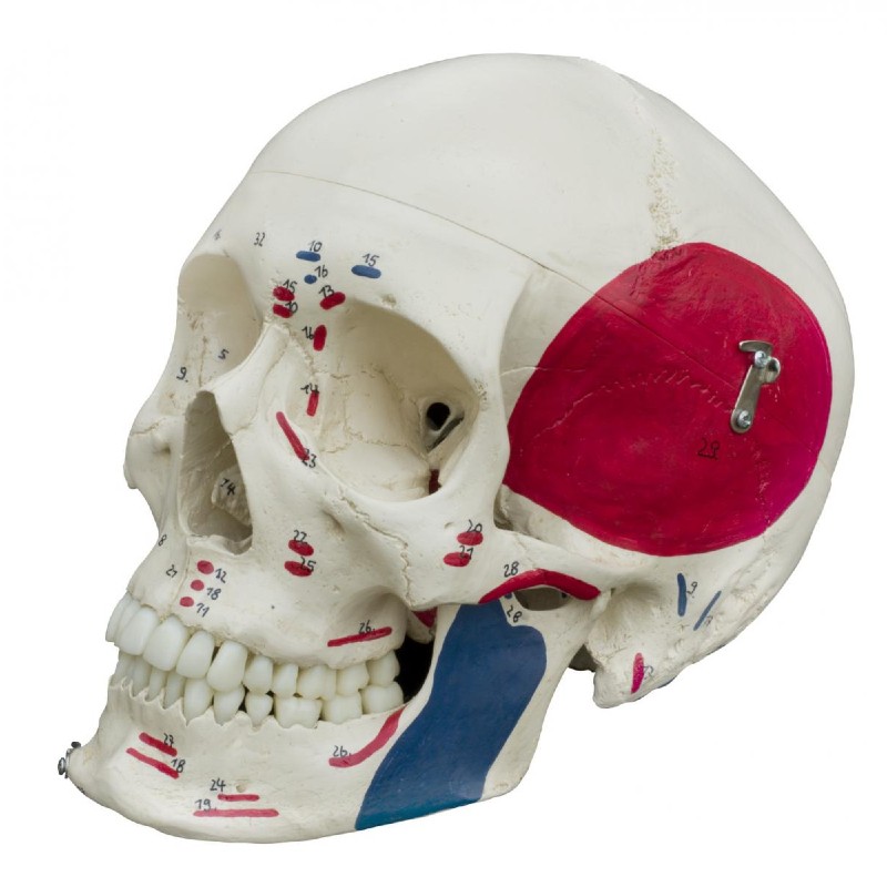 Rudiger Painted Human Skull Model