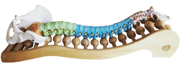 Model of a Spine on a Spinal Backrack