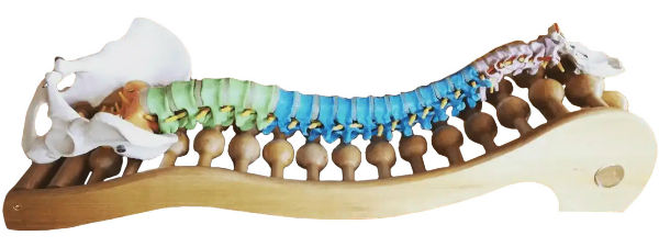 The Spinal Backrack mimics the natural curvature of your spine Model of a Spine on a Spinal Backrack