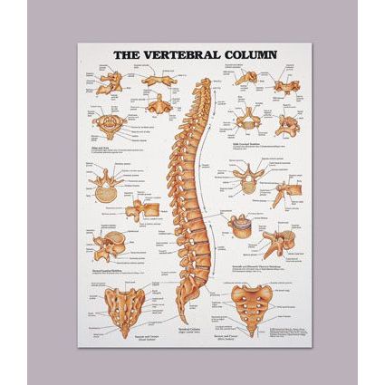 Spinal Column Chart