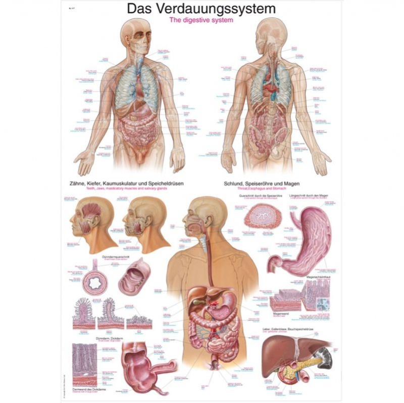 Diseases Of The Digestive System Anatomical Chart