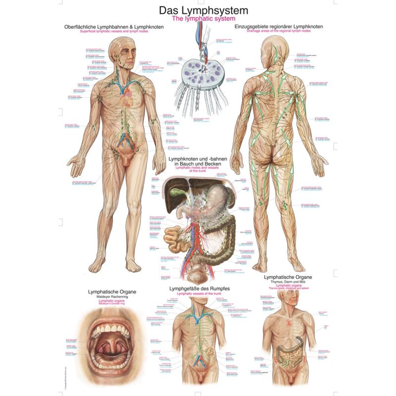 Lymph System Chart