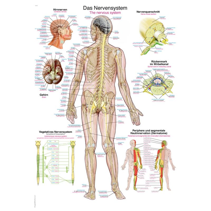 Nervous System Diagram Chart