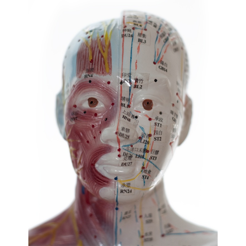Two-Sided Acupuncture Model with Muscles | Health and Care