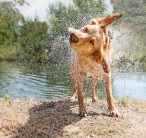 Dog after a Swim